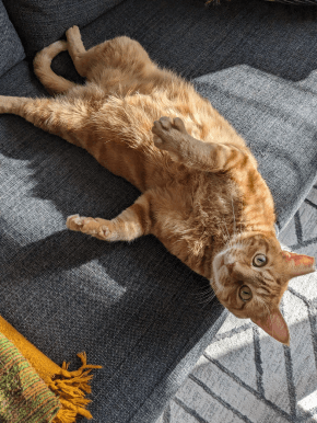 An orange cat lounging